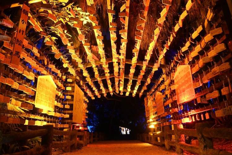 ジャカランダの群生地